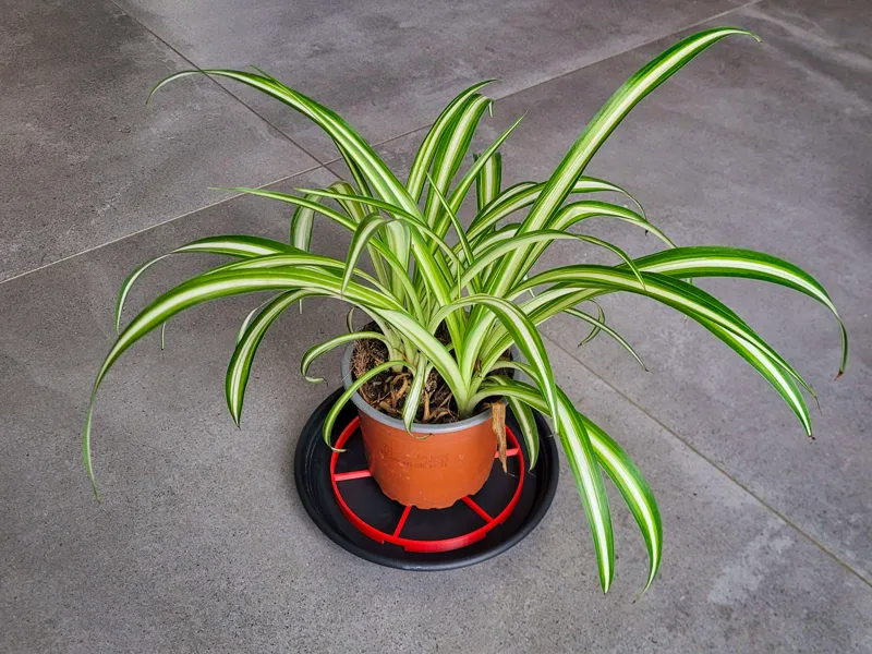 Ultimate Parametric Pot Riser (Customizable)
