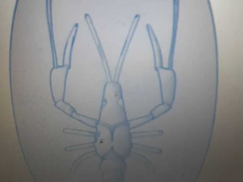 crayfish mold