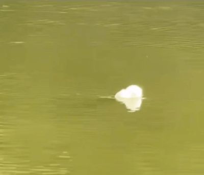 OK Hand Gesture Fishing Float