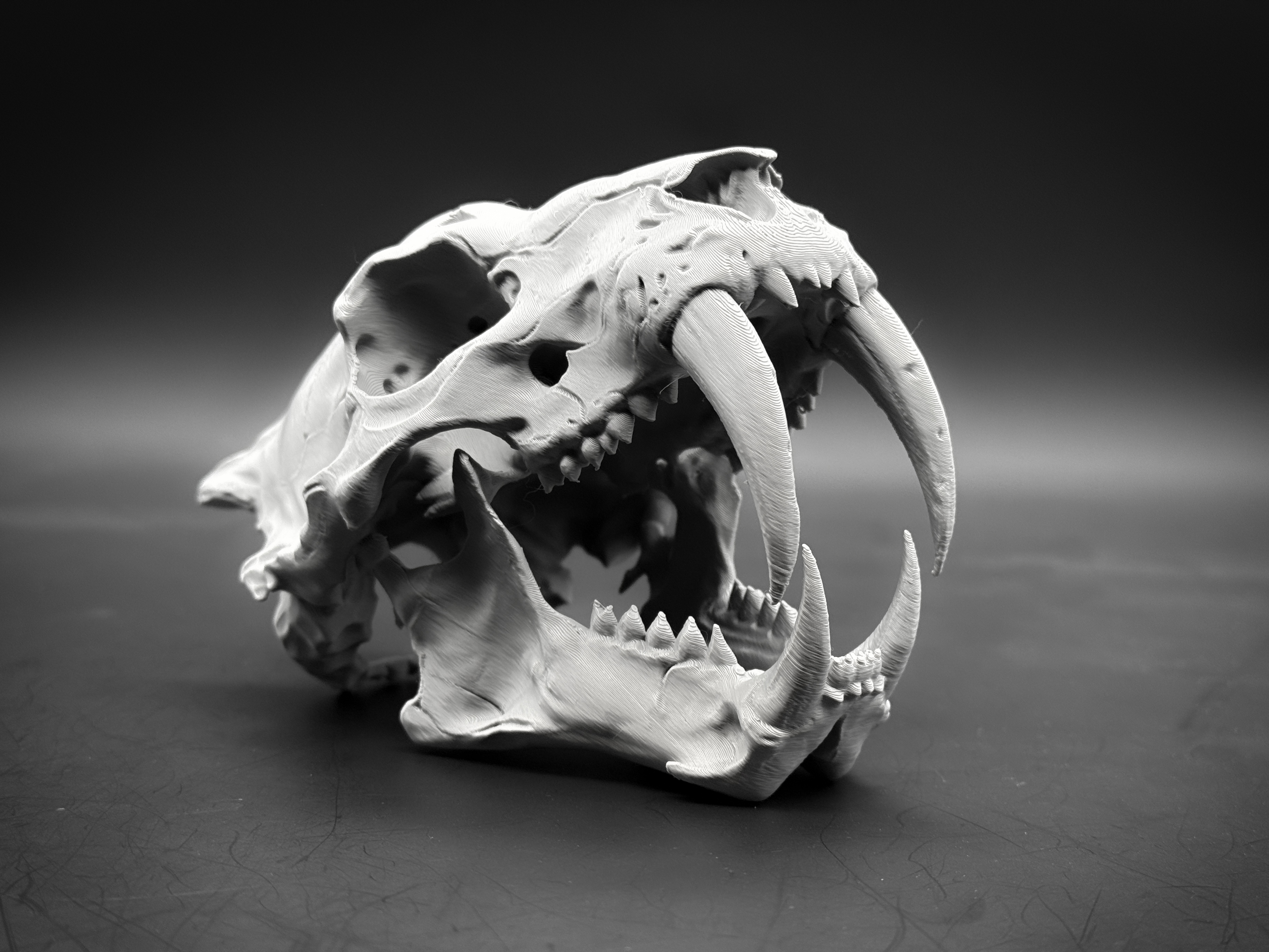 化石骨架| 收藏夹- MakerWorld：下载免费3D模型