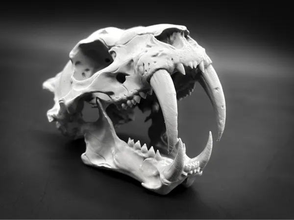 https://makerworld.bblmw.com/makerworld/model/DSM00000002314458/design/b57f737d2009b9b8.jpg