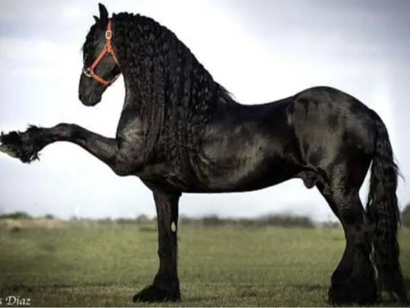 Friesian Horse