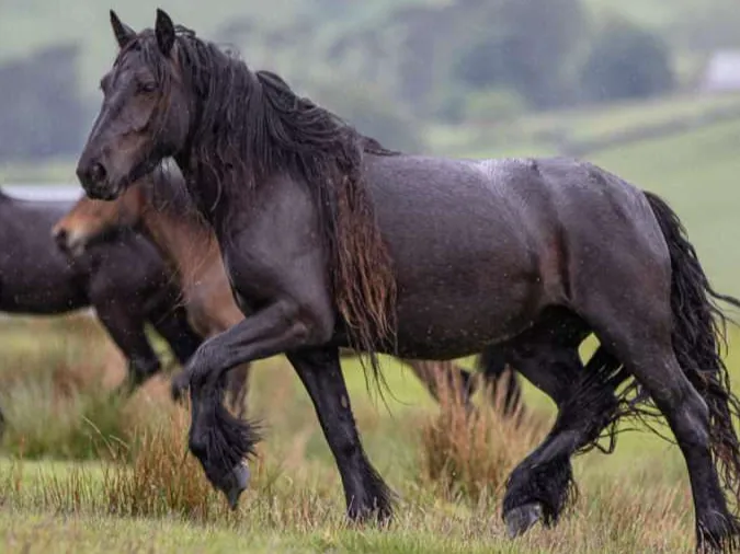 Fell Pony