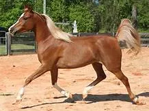 Arabian Horse
