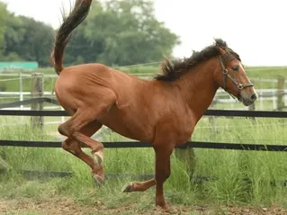 Bucking Horse