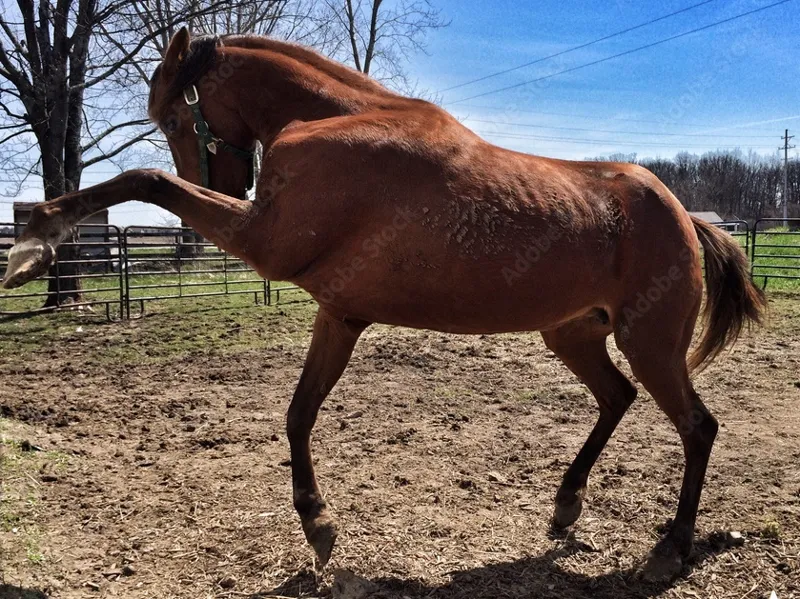horse