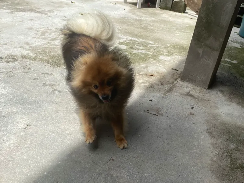 cachorrinho fofinho spitz ursinho 
