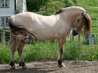Fjord horse