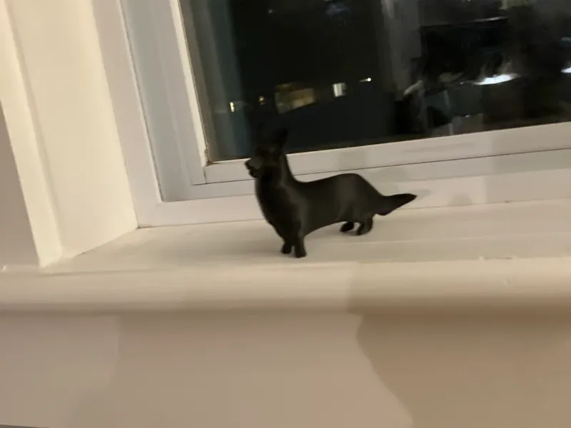 Cute Dog