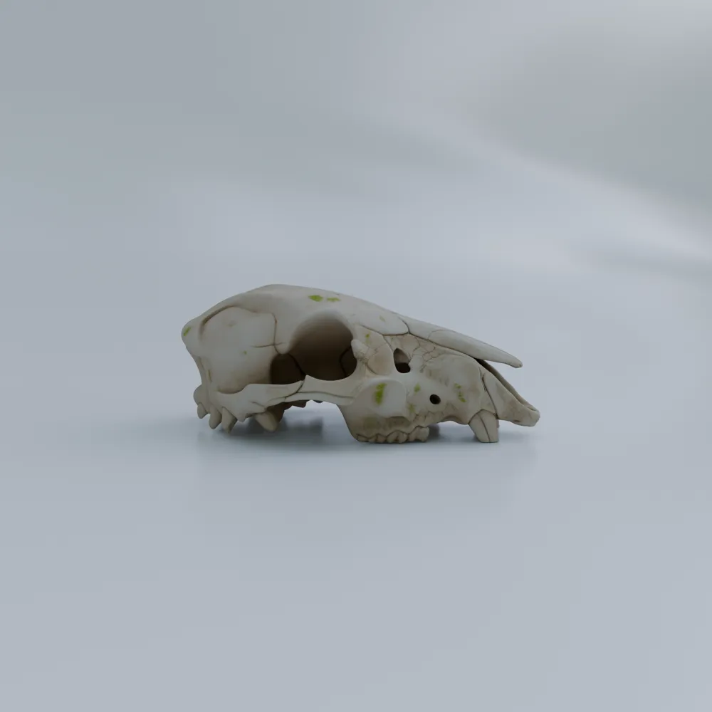 Degraded Animal Skull | Ancient Desert Environment - Free 3D Print ...