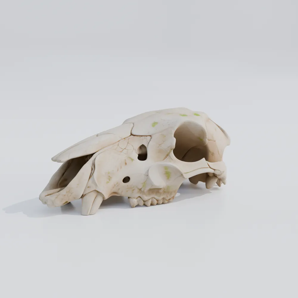 Degraded Animal Skull | Ancient Desert Environment - Free 3D Print ...