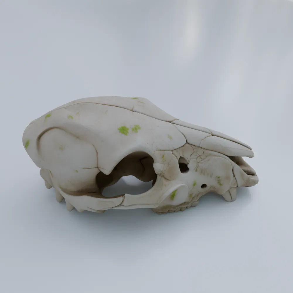 Degraded Animal Skull | Ancient Desert Environment - Free 3D Print ...