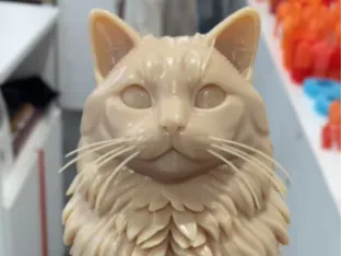 猫猫-帅猫