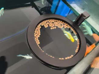 鱼缸喂食圈   The design of the fish tank feeding ring