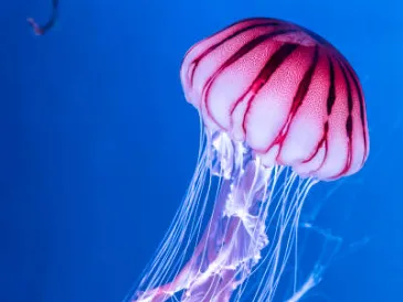 Jellyfish keychain