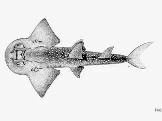 Bowmouth Guitarfish