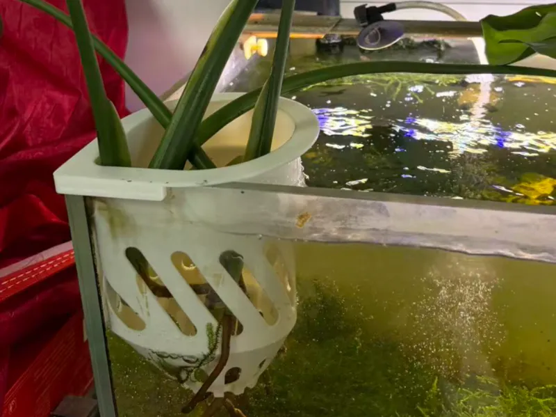 水培定植篮