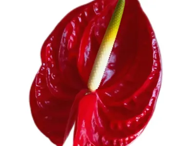 Solomon's Seal