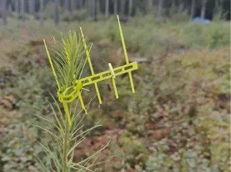 Tree protection / Plantskydd