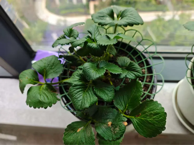 草莓种植托架