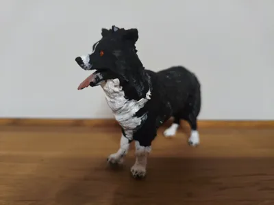 Border Collie
