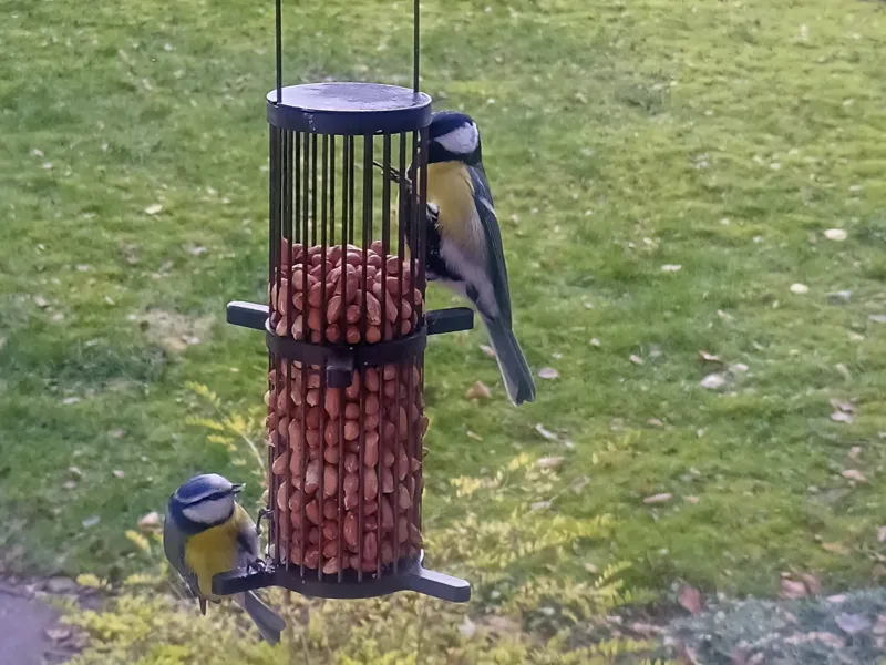 Peanut feeder
