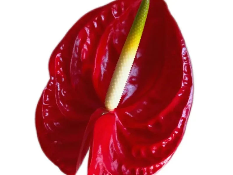 Anthurium