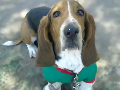 basset hound