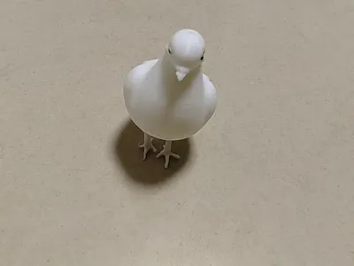 pigeon