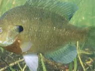 flexi bluegill