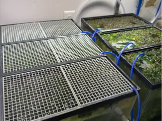 Aquarium Shade