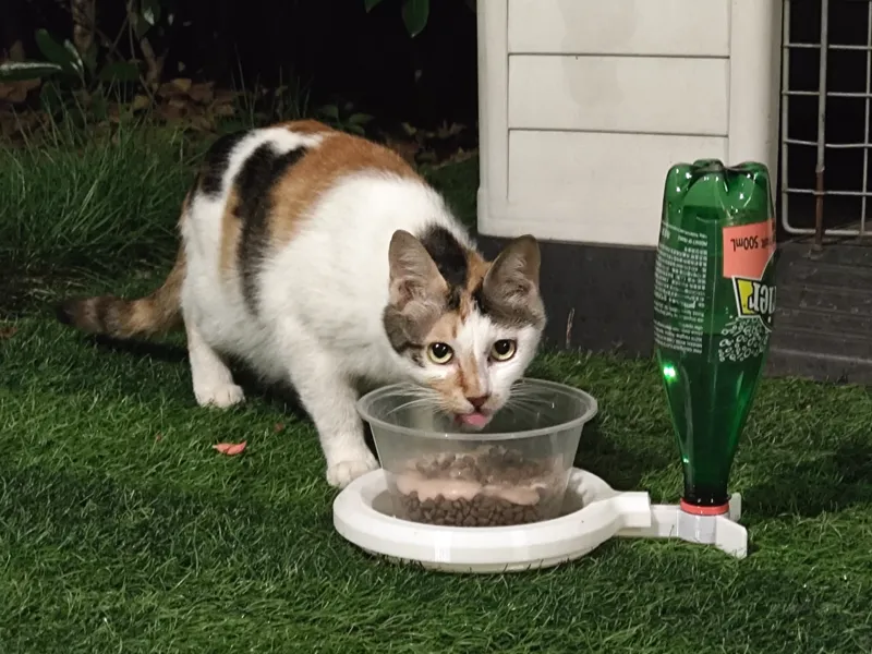 猫粮防蚂蚁 自动补水 长时间免维护