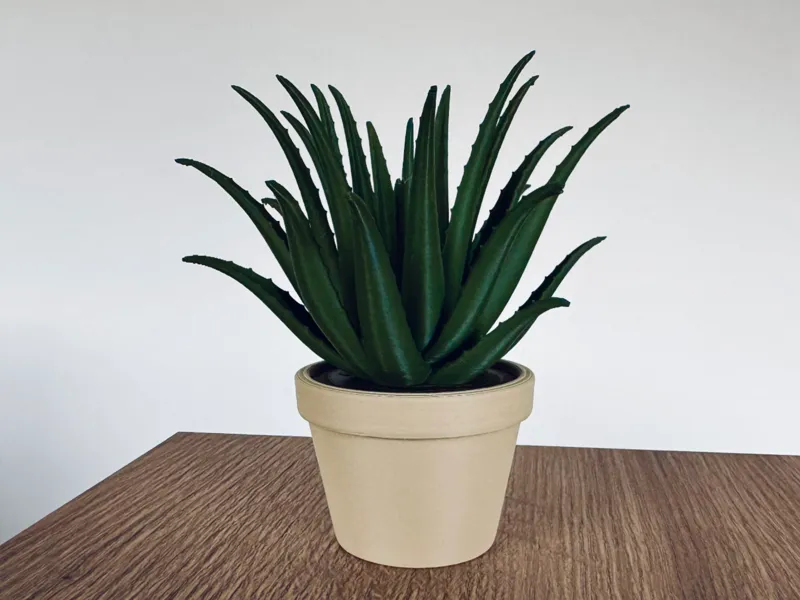 Aloe Vera Pflanze