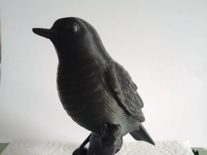 black bird