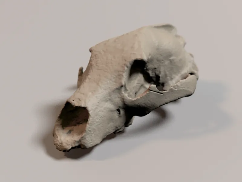 Bear Skull