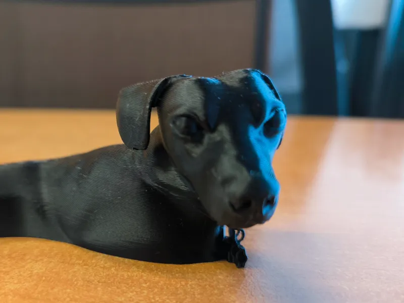 dachshund MAX