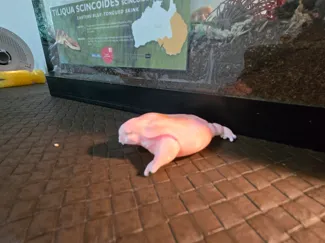 TURTLE FROG LIFESIZE 