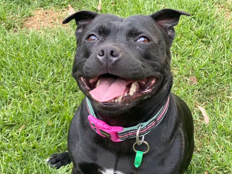 staffie 