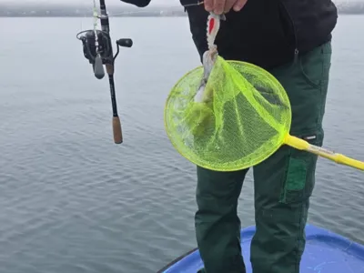 Squid and cuttlefish bait