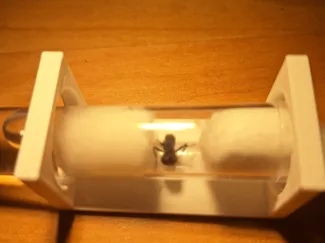 Ants test tube stand 