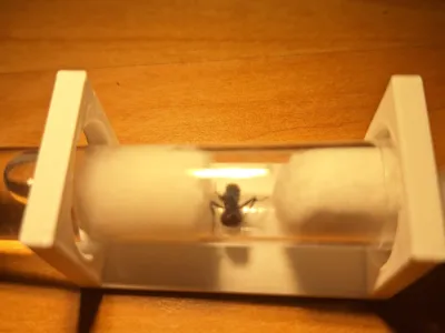 Ants test tube stand 