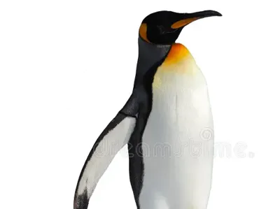 simple penguin 3D model