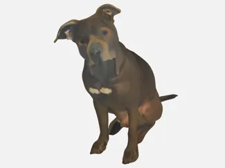 American Staffordshire Terrier