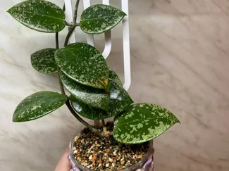 Support for plants