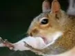 Weir looking squirrel 