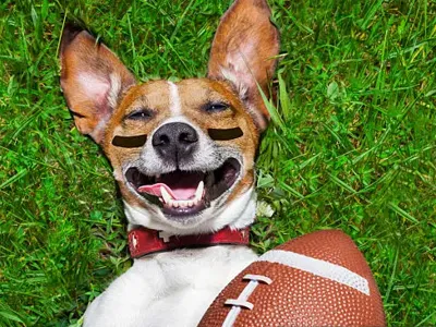 Football doggy 