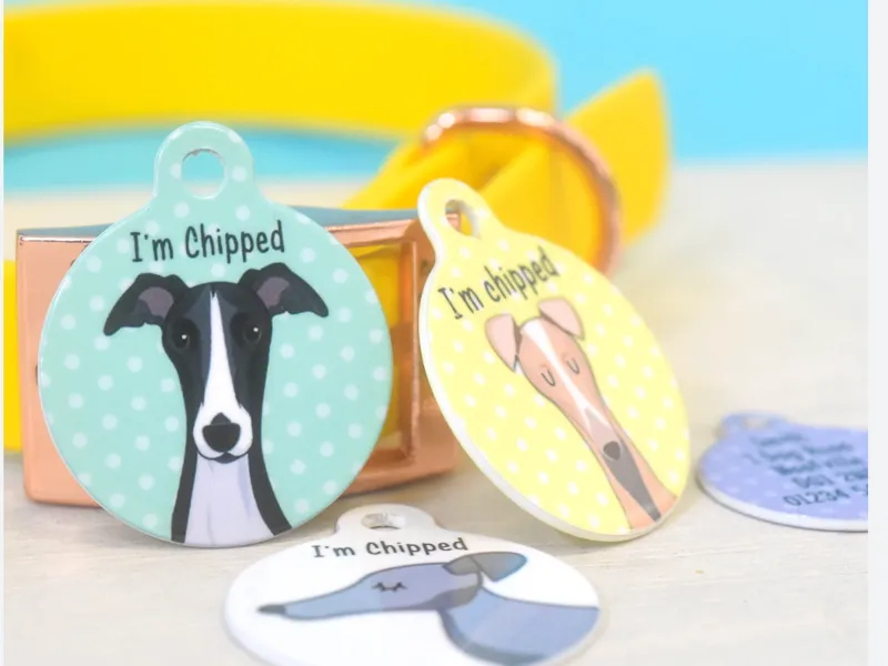 whippet