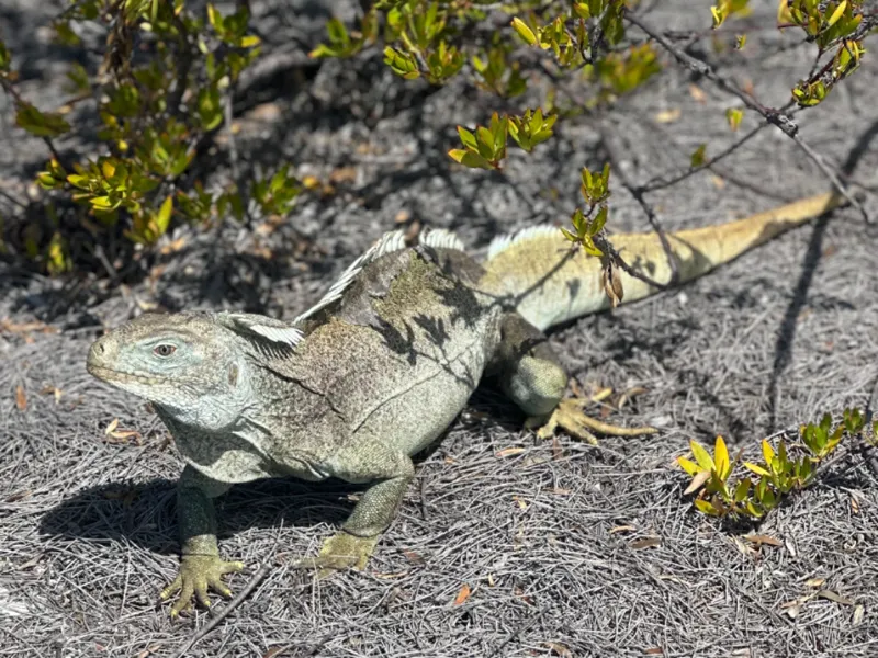Lizard Warrior