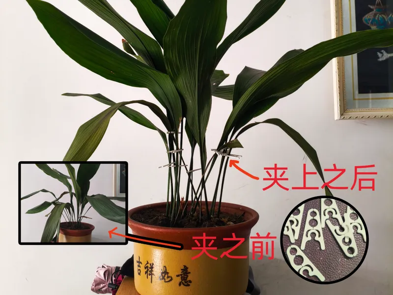 花夹 花托 整理夹 种植夹