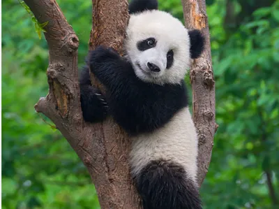 Cute Panda Bear